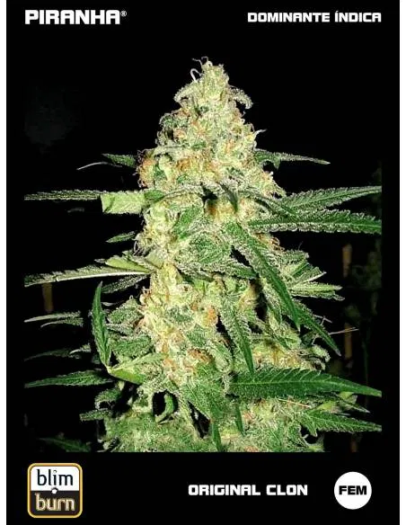 Original Clon (3u)