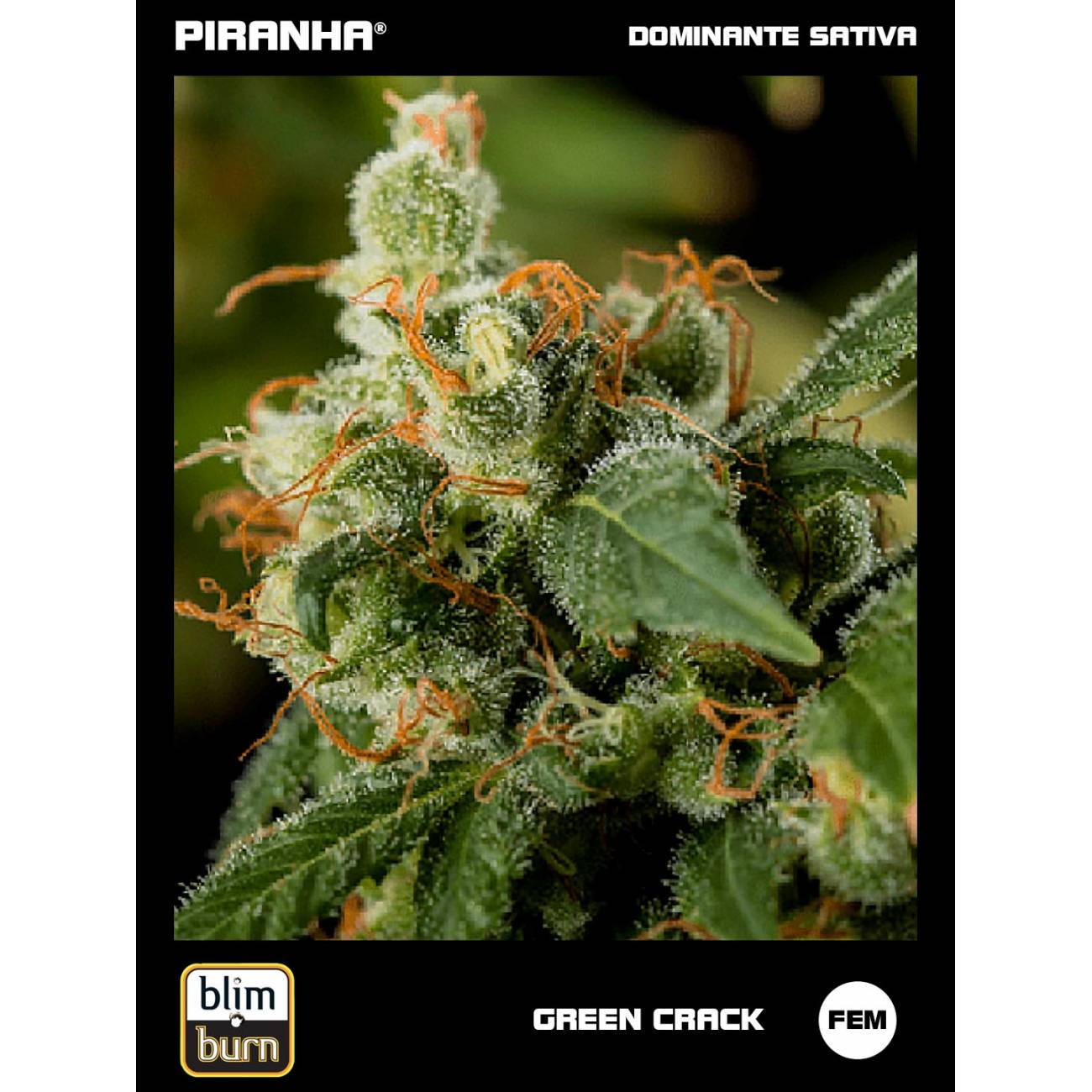 Green Crack (3u)