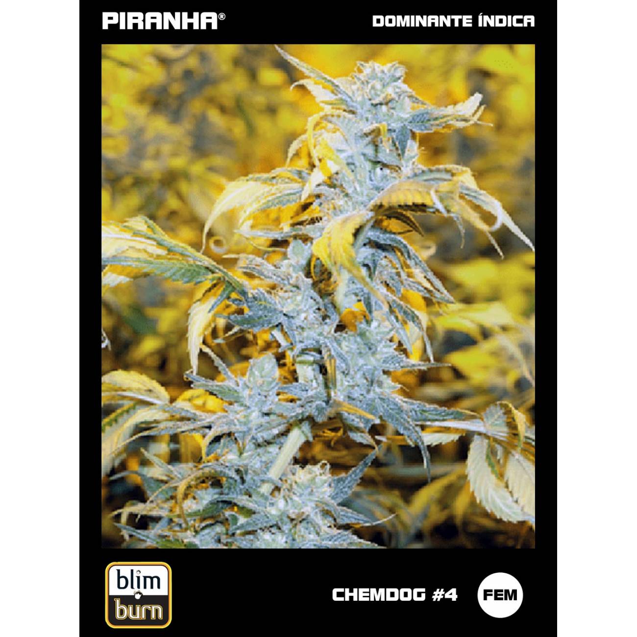 Chemdog N4 (3u)