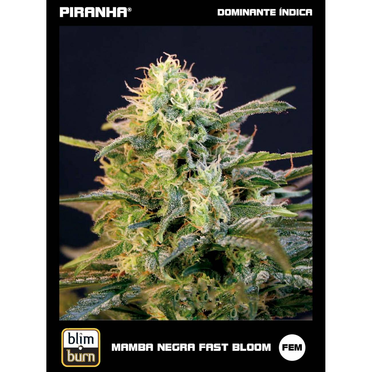 Mamba Negra Fast Bloom (3u)