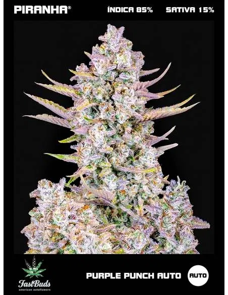 Purple Punch Auto (1u/3+1u)