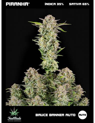 Bruce Banner Auto (1u/3+1u)