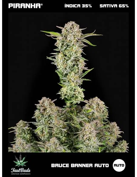 Bruce Banner Auto (1u/3+1u)