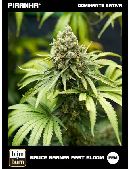 Bruce Banner Fast Bloom (3u)