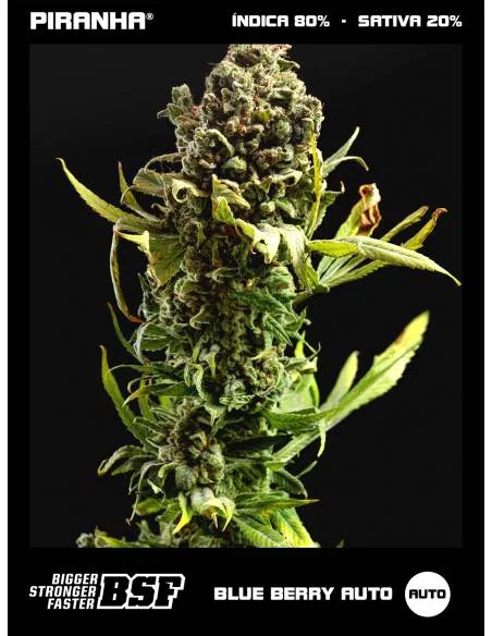 Blueberry XXL Auto...