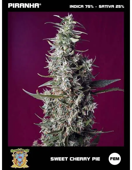 Sweet Cherry Pie (3+1u)