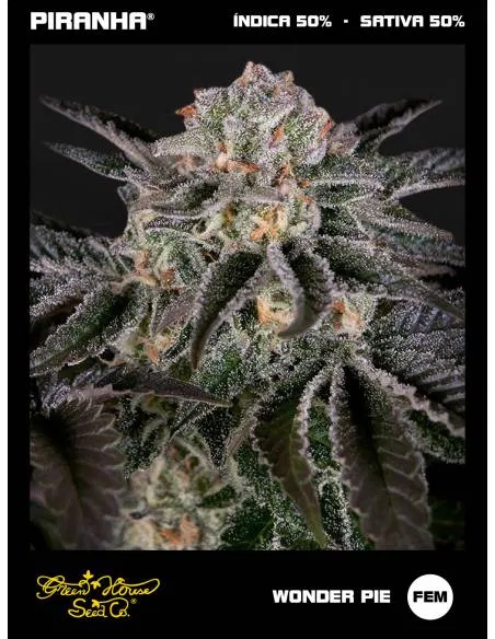 Wonder Pie (3u)
