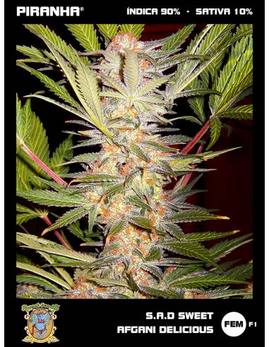 S.A.D Sweet Afgani Delicious F1 (3+1u)