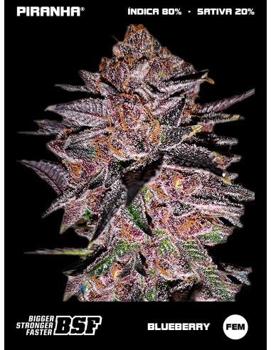 Blueberry (2u/4u/7u/12u)
