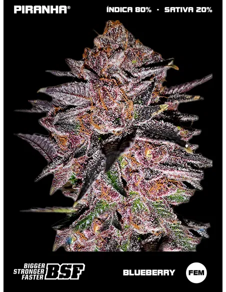 Blueberry (2u/4u/7u/12u)
