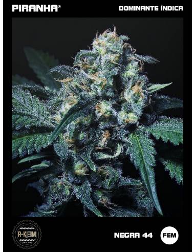 Negra 44 (3u)