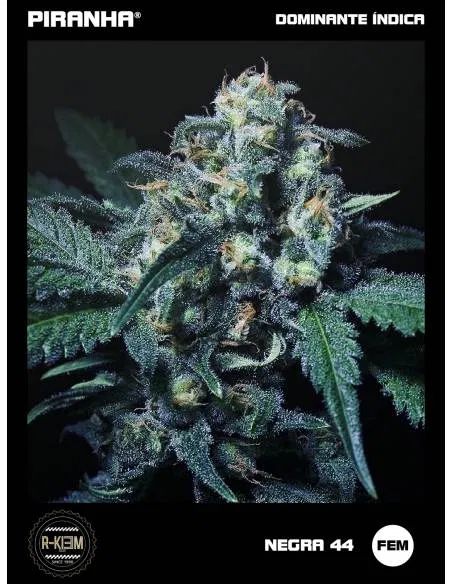 Negra 44 (3u)