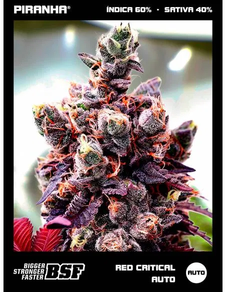 Red Critical Auto...