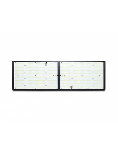 LED Quantum Piranha Q240W