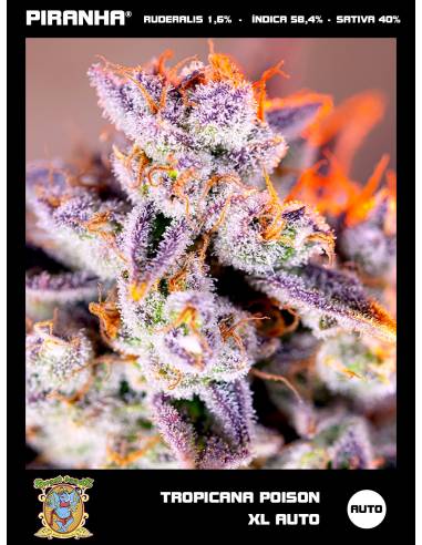 Tropicanna Poison XL Auto (3+1u)