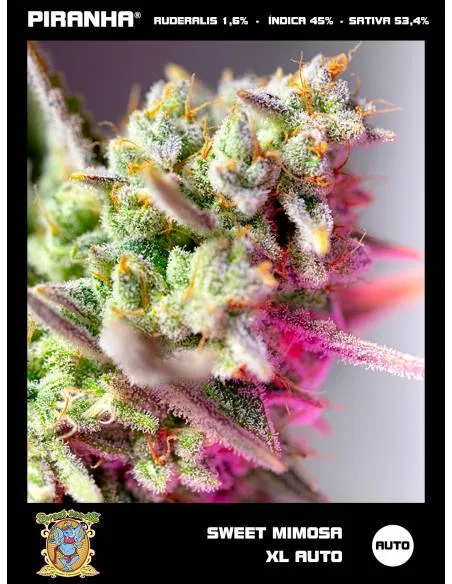 Sweet Mimosa XL Auto (3+1u)