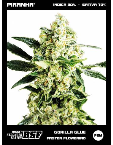 Gorilla Glue Fast Flowering (12u)
