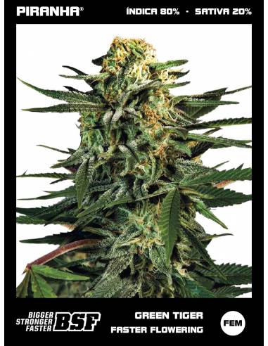 Green Tiger Fast Flowering (12u)