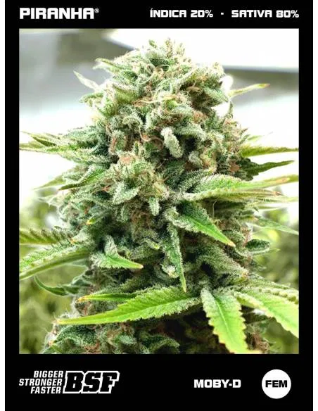 Moby-D (12u)