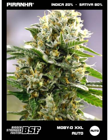 Moby-D XXL Auto (12u)