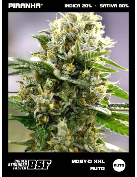 Moby-D XXL Auto (12u)
