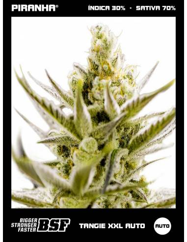Tangie XXL Auto (12u)