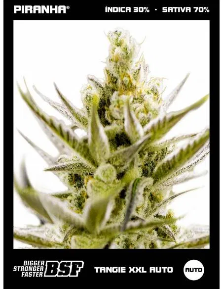 Tangie XXL Auto (12u)