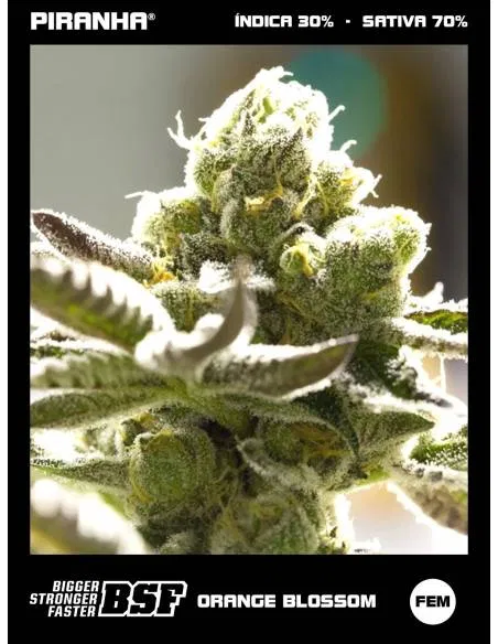 Orange Blossom (12u)