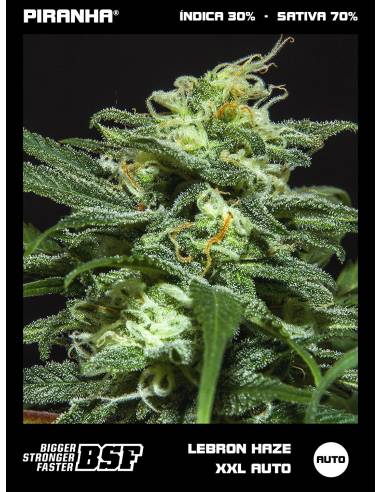 Lebron Haze XXL Auto (12u)