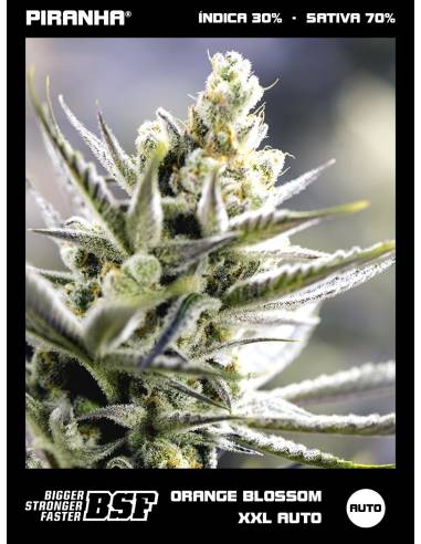 Orange Blossom XXL Auto (12u)