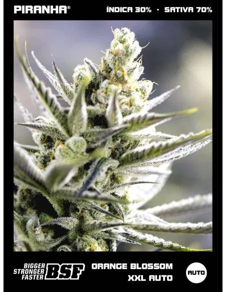Orange Blossom XXL Auto (12u)