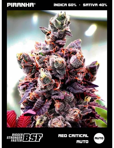 Red Critical Auto (12u)