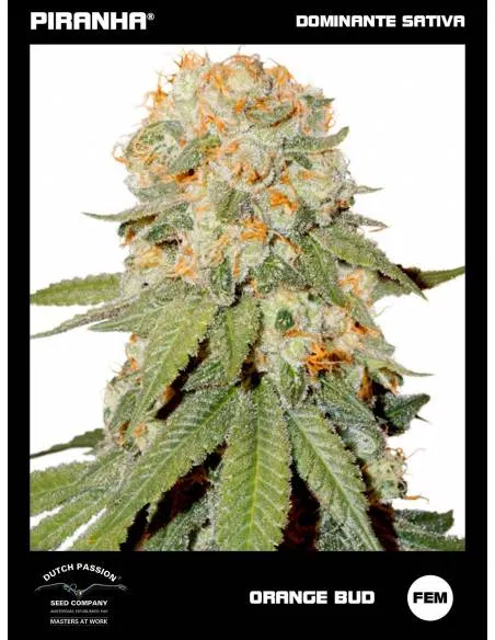 Orange Bud (100u)