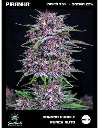 Banana Purple Punch Auto (1u/3+2u/5+3u)