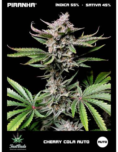 Cherry Cola Auto (1u/3+1u)