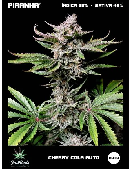 Cherry Cola Auto (1u/3+1u)