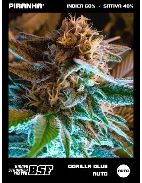Gorilla Glue Auto (50u/100u)