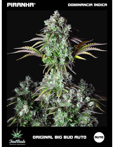 Original Big Bud Auto (1u)