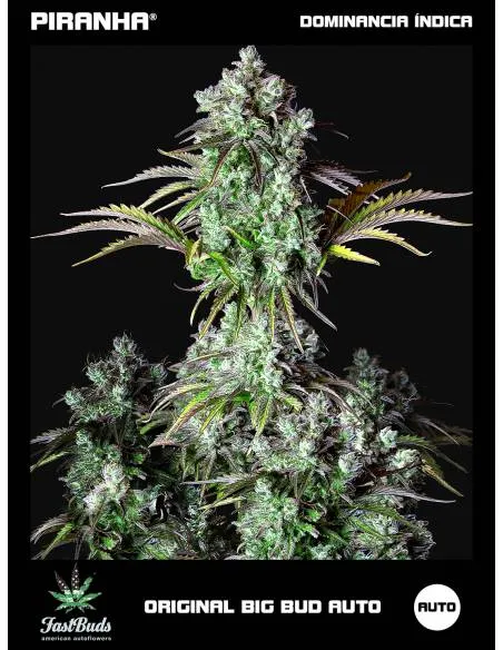 Original Big Bud Auto (1u)