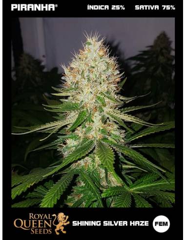 Shining Silver Haze (1u/3u/5u/10u)