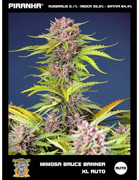 Mimosa Bruce Banner XL Auto...