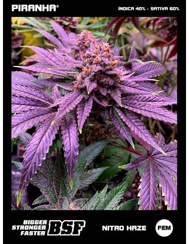 Nitro Haze (2u/4u/7u)
