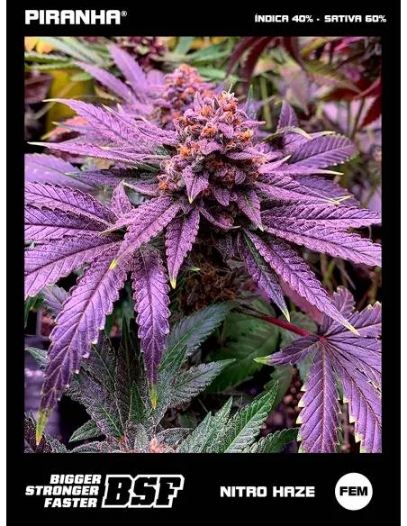 Nitro Haze (2u/4u/7u)