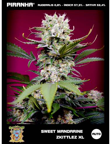 Sweet Mandarine Zkittlez XL Auto (3+1u)