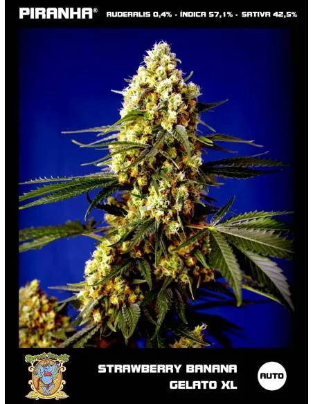Strawberry Banana Gelato XL...