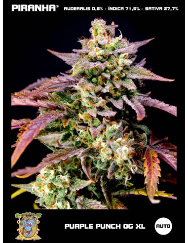 Purple Punch OG XL Auto (3+1u)