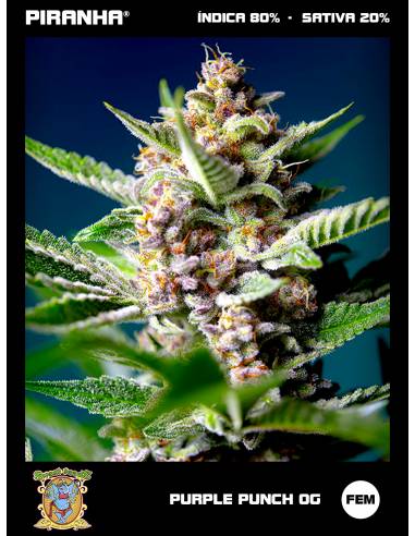 Purple Punch OG (3+1u)