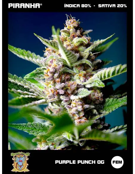 Purple Punch OG (3+1u)