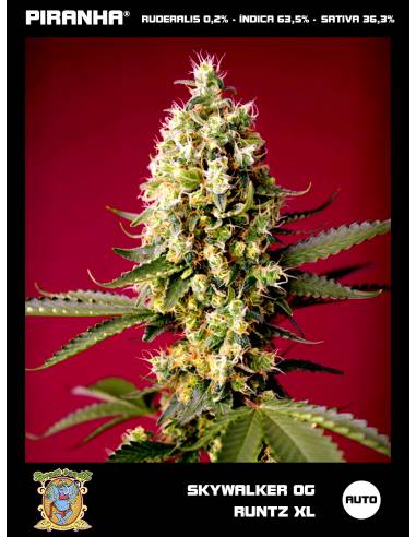 Skywalker OG Runtz XL Auto (3+1u)