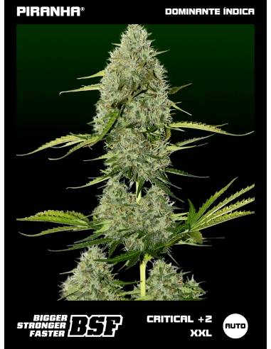 Critical +2 XXL Auto (2u/4u/7u/12u)